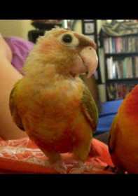 Lost Conure