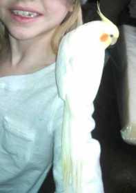 Lost Cockatiel