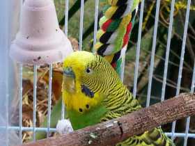 Lost Budgerigar