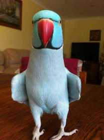 Lost Indian Ringneck Parakeet