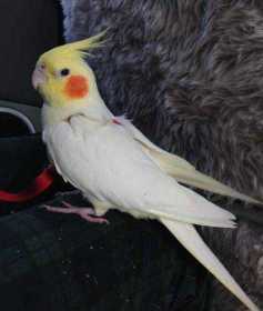 Lost Cockatiel