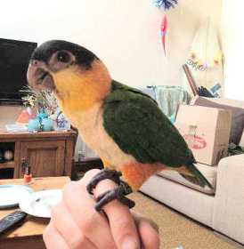 Lost Caique