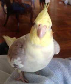 Lost Cockatiel