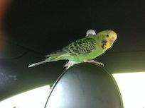 Lost Budgerigar