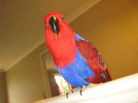 Lost Eclectus