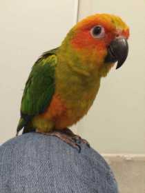 Lost Conure