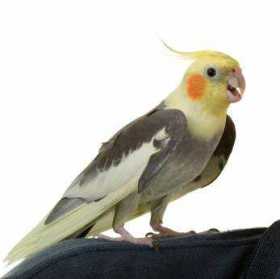 Lost Cockatiel