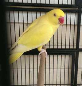 Lost Indian Ringneck Parakeet