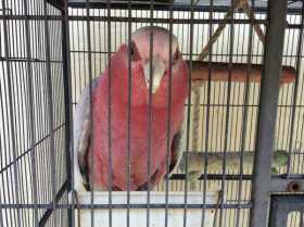 Lost Galah Cockatoo