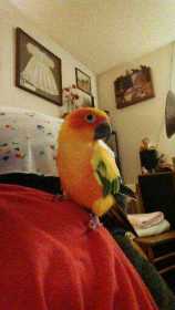 Lost Conure