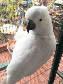 Lost Cockatoo