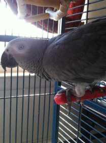 Lost African Grey