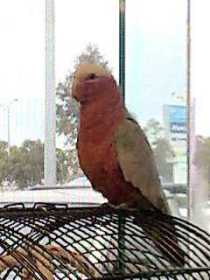 Lost Galah Cockatoo