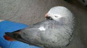 Lost African Grey