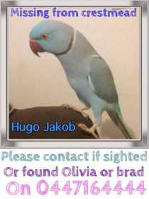 Lost Indian Ringneck Parakeet