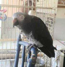 Lost African Grey