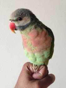 Lost Mustached / Moustached Parakeet