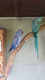 Lost Indian Ringneck Parakeet