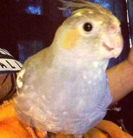 Lost Cockatiel