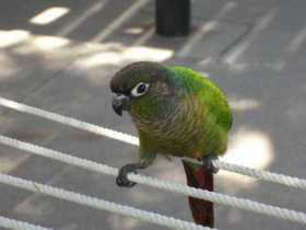 Lost Conure