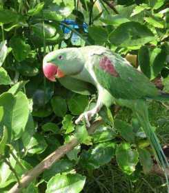 Lost Alexandrine