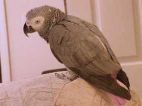Lost African Grey