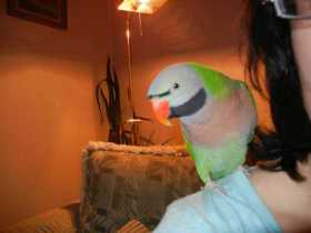 Lost Parakeet