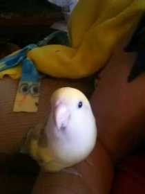 Lost Lovebird
