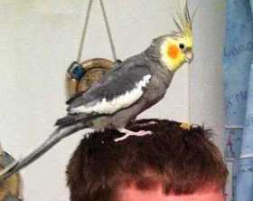 Lost Cockatiel