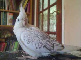 Lost Cockatiel