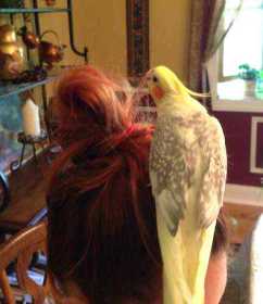 Lost Cockatiel