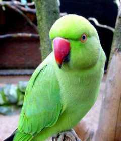 Lost Indian Ringneck Parakeet