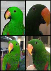 Lost Eclectus