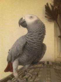 Lost African Grey