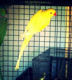 Lost Indian Ringneck Parakeet