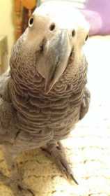 Lost African Grey