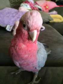 Lost Galah Cockatoo