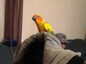 Lost Conure