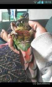 Lost Conure