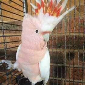 Lost Major Mitchell Cockatoo