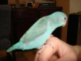 Lost Parrotlet