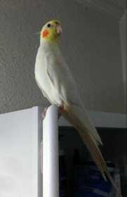 Lost Cockatiel