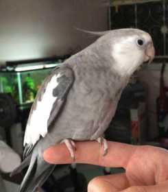 Lost Cockatiel