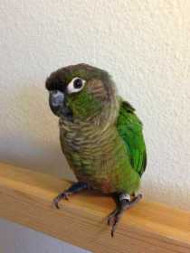 Lost Conure