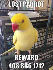 Lost Indian Ringneck Parakeet