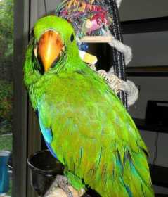 Lost Eclectus