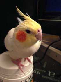 Lost Cockatiel