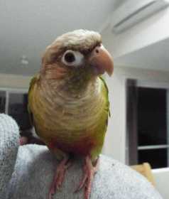 Lost Conure