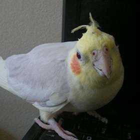 Lost Cockatiel