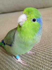 Lost Parrotlet